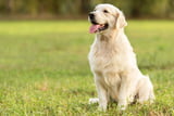 Goldenretriever_Aufmacher.jpg