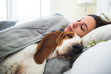 HundimBett_Aufmacher.jpg