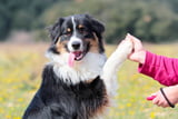Training mit Clicker