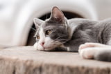 Einsamkeit bei Katzen