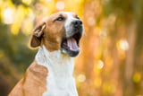 Hund_Bellen_Wie_Oft_Aufmacher.jpg