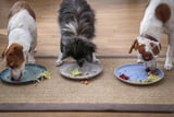 Hundefutter_selbst_kochen_1200x800.jpg