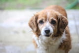 Hundesenior_A.jpg
