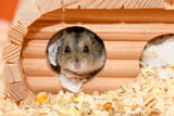 Ausstattung für das Hamstergehege