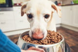 Hundefutter_Insekten_Aufmacher.jpg