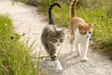 KatzeKater_Aufmacher.jpg