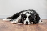 haben-hunde-ein-zeitgefuehl