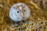 Mäuse Krankheiten