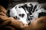 Tierheimhund