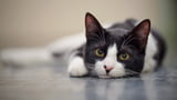 Vitiligo_bei_Katzen_Aufmacher.jpeg