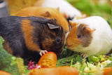 Meerschweinchen vergesellschaften