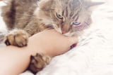 Katze beißt in Hand