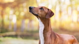 Schlanker Hund