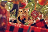 Katzensicher-Weihnachtsbaum.jpg