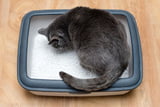 Katzenklo_Aufmacher.jpg