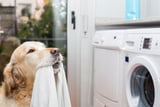 tierhaare-waschmaschine-entfernen-goldenretriever.jpg