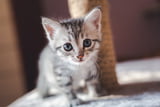 Neue Katze 01