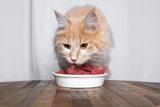 Katze barfen 01