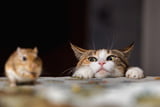 Katze Maus