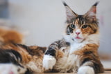 FellfarbeKatze_Aufmacher.jpg