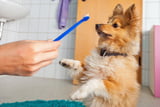 Zähneputzen_Hund_Aufmacher.jpg