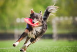 sportliche-hunde.jpg