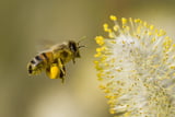 Bienen01