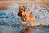 wasservergiftung-hund