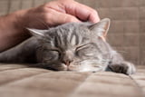 Katze Lieblingsmensch 01