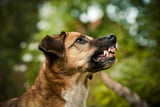 Knurren Hund 01