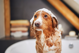 hundeshampoo-test