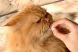 Medizinische Diäten für Katzen
