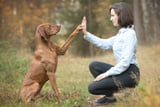 Guter_Hundehalter_Aufmacher.jpg