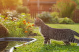 Katze im Garten