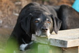 So bleiben alte Hunde gesund