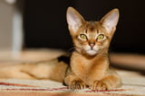 kleine Katze