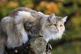Die Norwegische Waldkatze im Rasseportrait