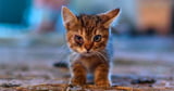 Katzenschnupfen ist besonders für Kitten gefährlich.