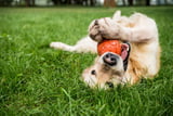 hundespielzeug-krebserregend-stiftung-warentest.jpg