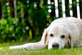 Wie alt werden Hunde?
