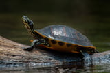 Wasserschildkröten ernähren sich anderes als ihre an Land lebenden Artgenossen.