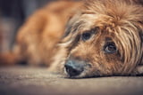 Hund-trauert-so-helfen-sie-ihm-Aufmacher.jpg