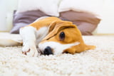 Gastritis Hund