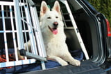 Hund_Auto_Aufmacher.jpg