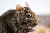 Degu_Notfall