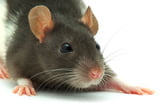 EHFT_Ratten_Clickertraining_Alekss_Fotolia.jpg