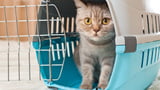 Eingewöhnung der Katze