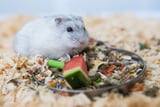 Giftig Hamster