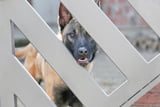 wachhund-rassen-hunderassen-malinois.jpg