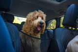 Hundedecke_fuers_Auto_Aufmacher.jpeg